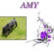 Amy