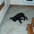 Ar��k odpo��v� u nov�ch p�n��k� na b�l� podlaze