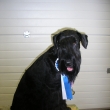 �sp�chy za rok 2008
