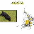 Ag�ta