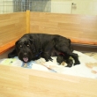 u� jsou dva Athos a Aimi