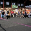 Karlovarsk� krajsk� v�stava 6.9 2008 V1,VT,KV