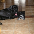2008 s kamar�dem Ingoustkem