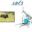 Ar�i