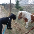 p�ed n�v�t�vou veteriny n�cvik u kon�