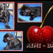 Aimi B�ra