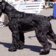 Pedro V�stavy: INTERCHAMPION, JCH �R, CH �R, CH. SLO, CH. KCHK �R, BOB, r. CACIB CACIB, KN�RA� R. 2007 Pobo�ka Praha