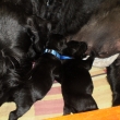 modr� brat�i