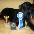 �sp�chy za rok 2008