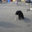 Karlovarsk� krajsk� v�stava 6.9 2008 V1,VT,KV