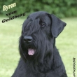 tat�nek Rebe�ky Byron vom Goldberg