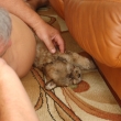odpo�inek po dlouh� cest� do nov�ho domova